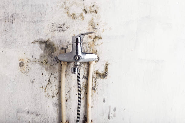 Best Local Mold Removal Service  in Childress, TX