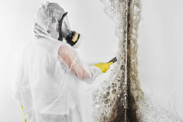 Childress, TX Mold Removal Company
