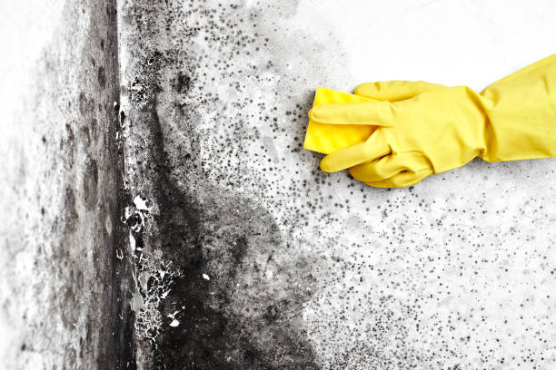 Best Same-Day Mold Removal  in Childress, TX