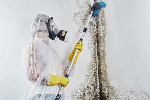 Best Emergency Mold Removal  in Childress, TX