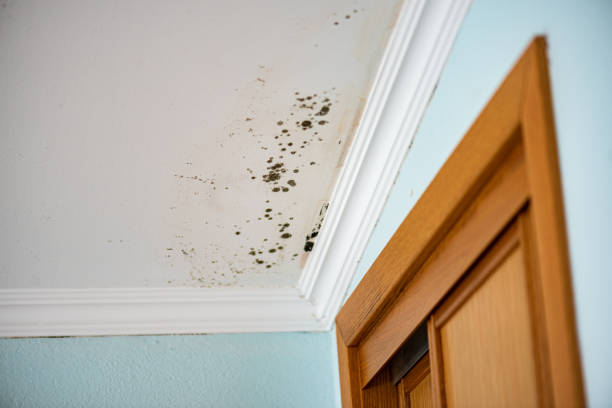 Mold Removal and Inspection in Childress, TX