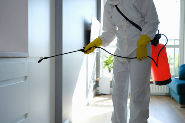 Trusted Childress, TX Mold Removal Experts