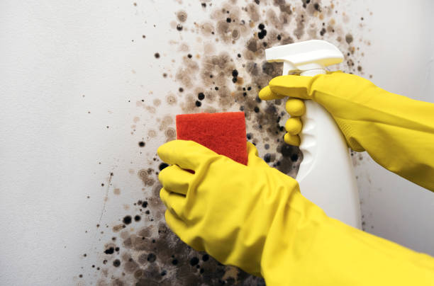 Best Black Mold Removal  in Childress, TX