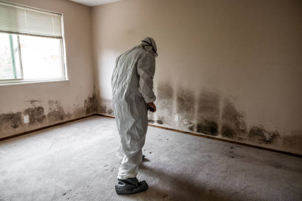 Best Professional Mold Removal  in Childress, TX
