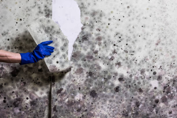Best Home Mold Removal  in Childress, TX