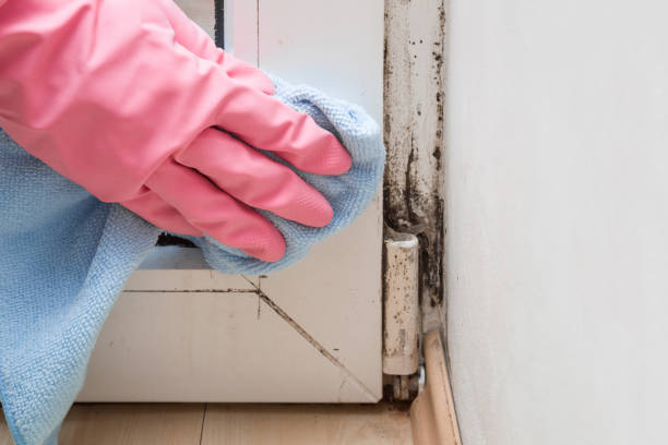 Best Fast Mold Removal  in Childress, TX